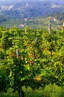 vineyard, Brda region